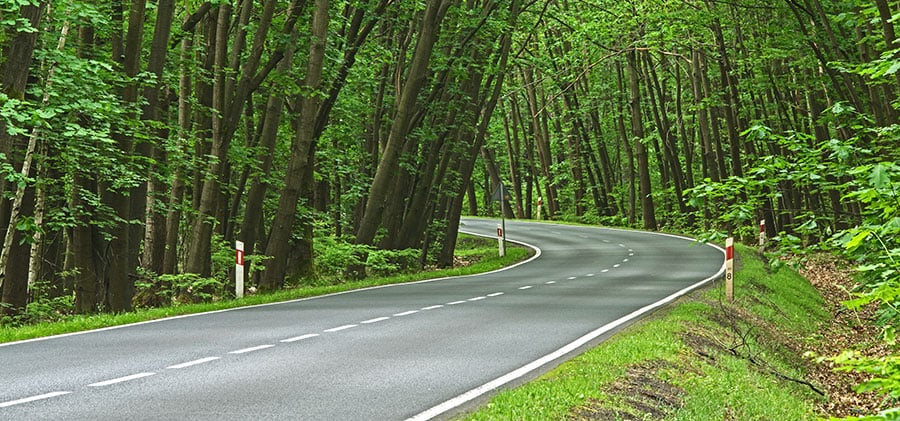 road through green forest